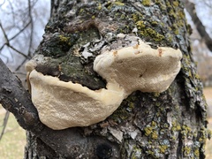 Phellinus tremulae