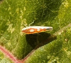 Zygina flammigera