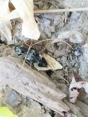 Creophilus maxillosus