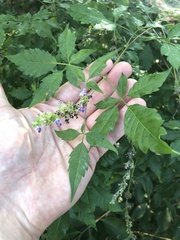 Vitex negundo