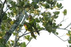 Eupsittula canicularis