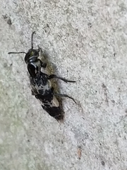 Creophilus maxillosus