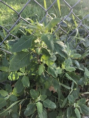 Chenopodium album