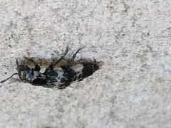 Creophilus maxillosus