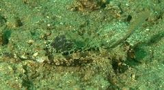 Dactylopus kuiteri