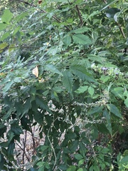 Vitex negundo