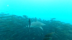 Carcharhinus limbatus