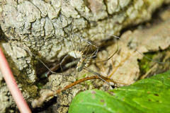 Lacinius dentiger