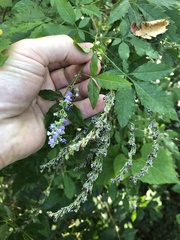 Vitex negundo