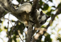 Sciurus variegatoides