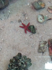 Echinasteridae