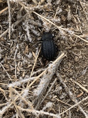 Philolithus sordidus