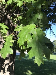 Quercus rubra