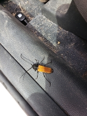 Tragidion coquus