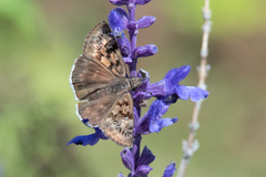 Erynnis tristis