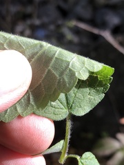 Agastache scrophulariifolia
