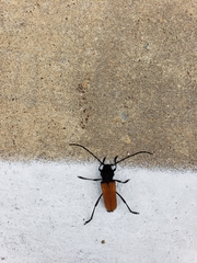 Tragidion coquus