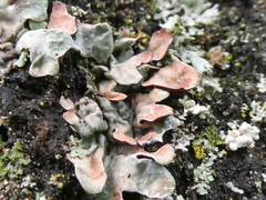 Erythricium aurantiacum