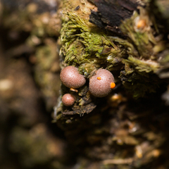 Lycogala epidendrum