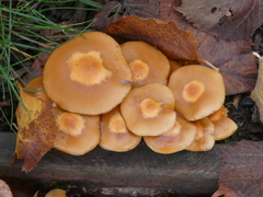 Kuehneromyces