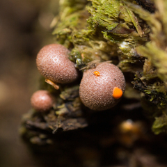 Lycogala epidendrum