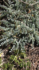 Astragalus mollissimus