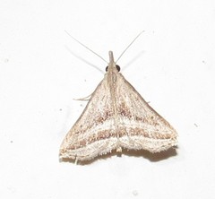 Charmodia vectis
