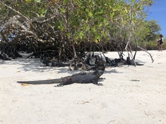 Amblyrhynchus cristatus