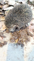 Erinaceus concolor