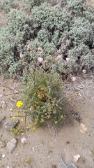Polyachyrus fuscus