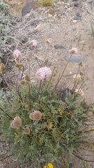 Polyachyrus fuscus