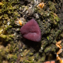 Ascocoryne cylichnium