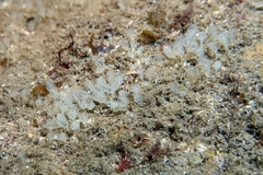Pycnoclavella communis