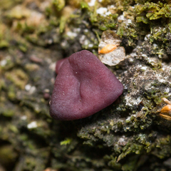 Ascocoryne cylichnium