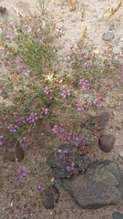 Fagonia chilensis