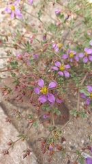 Fagonia chilensis