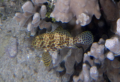 Epinephelus merra