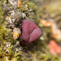 Ascocoryne cylichnium