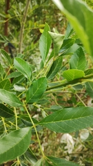Fraxinus berlandieriana