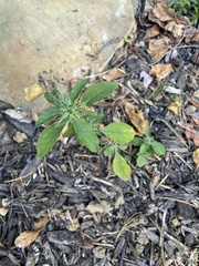 Ruellia caroliniensis