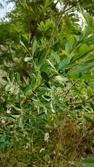 Fraxinus berlandieriana