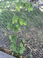 Humulus lupulus