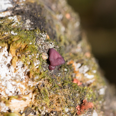 Ascocoryne cylichnium