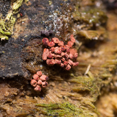 Metatrichia vesparium