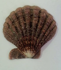 Nodipecten subnodosus
