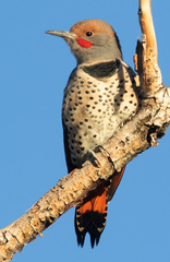 Colaptes auratus cafer