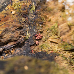 Metatrichia vesparium