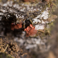 Metatrichia vesparium