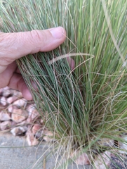 Aristida purpurea