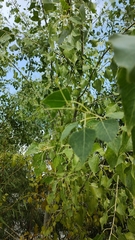 Populus mexicana
